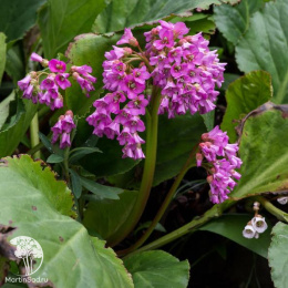 Бадан сердцелистный