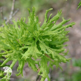 Дуб черешчатый Ирта
