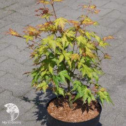 Клён веерный Катсура