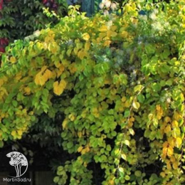 Древогубец круглолистный Геркулес