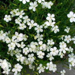 Гвоздика травянка Альбифлорус