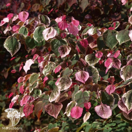 Церцис канадский Каролина Свитхарт