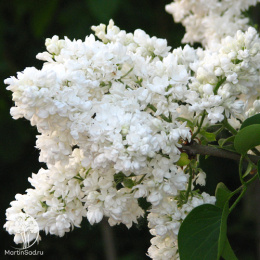 Сирень обыкновенная Мадам Лемуан