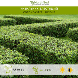 Кизильник блестящий