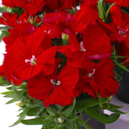 Dianthus chinensis Diana Scarlet Гвоздика китайская Диана Скарлет