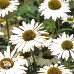 Эхинацея пурпурная Хеппи Стар