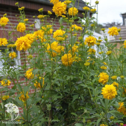 Рудбекия рассеченная Голдквелле