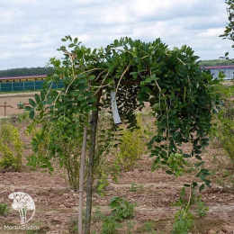 Робиния Пендула