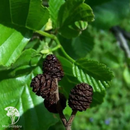 Ольха чёрная