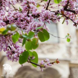 Церцис канадский Блек Перл