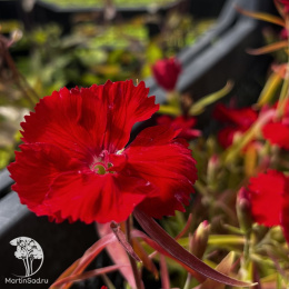 Dianthus chinensis Diana Scarlet Гвоздика китайская Диана Скарлет