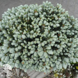 Пихта корейская Когоутс Айсбрекер