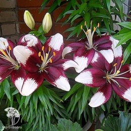 Лилия Тайни Падхай