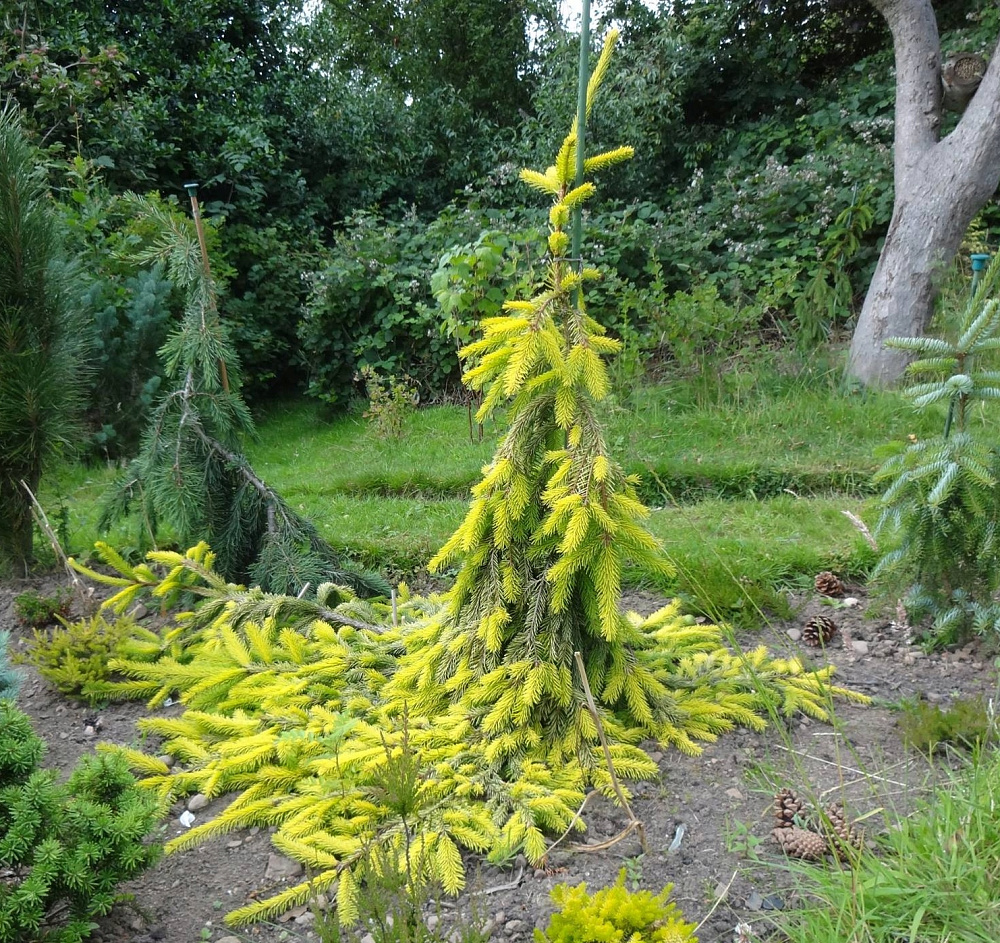 Ель обыкновенная Picea Abies 'Gold Drift'