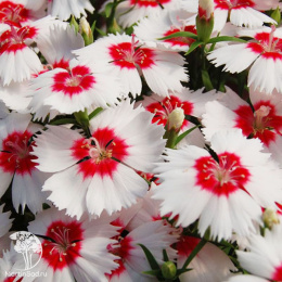 Гвоздика китайская Диана Ред Центред Вайт