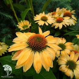 Эхинацея Еллоу Перл