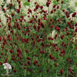 Кровохлёбка Битлевингс