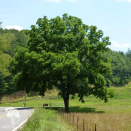 Чёрный орех