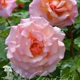 Роза плетистая Компассион