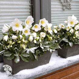 Морозник черный Адвент Стар