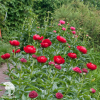 Пион молочноцветковый Ред Ред Роуз фото 2 