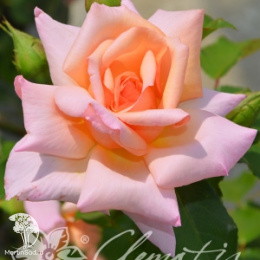 Роза плетистая Компассион