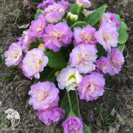 Примула Камайе