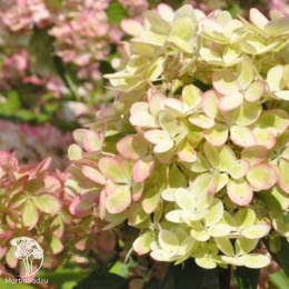Гортензия метельчатая Пастель Грин