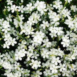 Гвоздика травянка Альбус