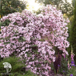 Кольквиция прелестная