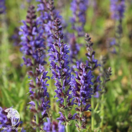 Набор для мяса тимьян Лимон Вариегата + шалфей Руген