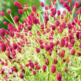 Кровохлёбка Битлевингс