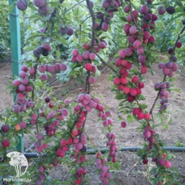 Слива русская (алыча) Кубанская Комета