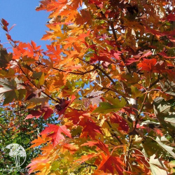 Клён Фримана гибрид