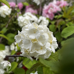 Калина складчатая Попкорн