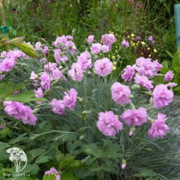 Гвоздика перистая Дабл Роуз