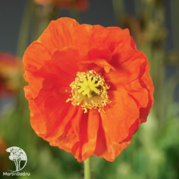 Мак голостебельный Спринг Февер Орандж