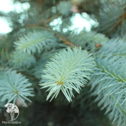 Ель колючая Блу Даймонд