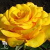 Роза чайно-гибридная Керио фото 1 