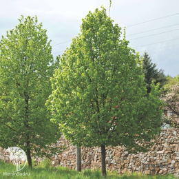 Липа мелколистная Гринспайер