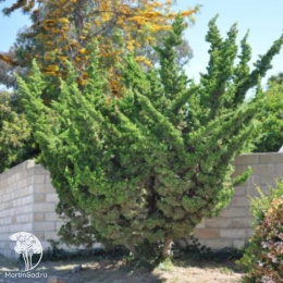 Можжевельник китайский Кайзука