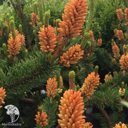 Сосна скрученная Спэниш Дварф