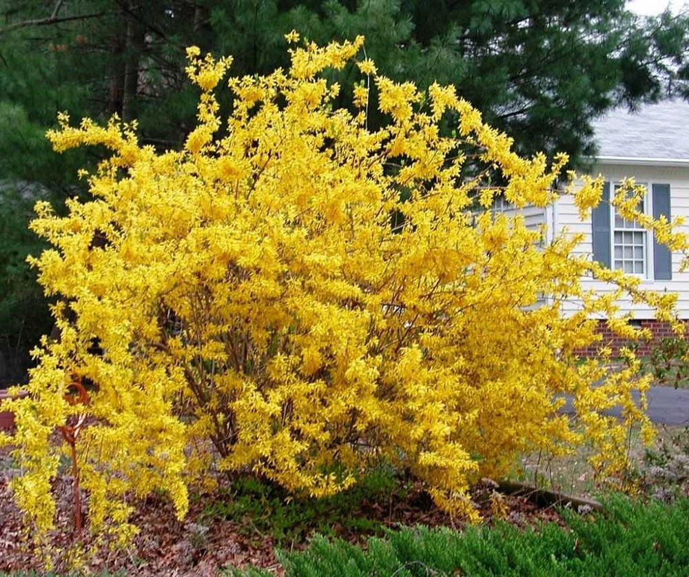 Куст с желтыми листьями весной название фото