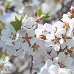 Вишня Лебедянская