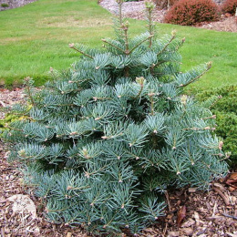 Пихта одноцветная Компакта