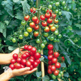 Томат Вишня желтая +Вишня красная (серия Дуэт)