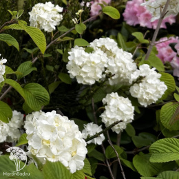 Калина складчатая Попкорн