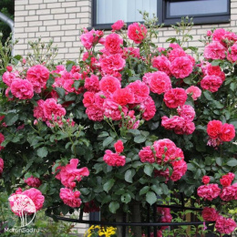 Роза плетистая Розариум Ютерсен