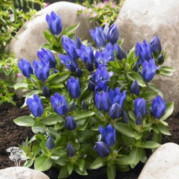 Горечавка гибридная Тру Блю