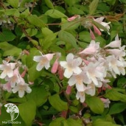 Кольквиция прелестная Мирадко